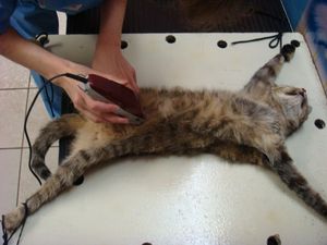 Бесплатная стерилизация бездомных животных в Кишиневе