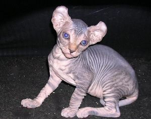 Эльф - кошка одной из самой дорогой породы