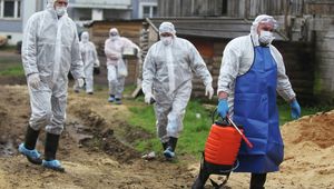Подсобные хозяйства в Волгоградской области пострадали от вируса АЧС
