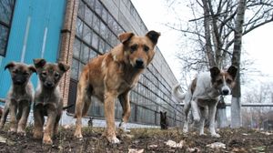В Донецке обостряется ситуация с бродячими животными
