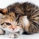 Блохи и клещи у кошек и собак