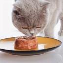 Консервы для кошек. Применение готовых кормов в питании кошек