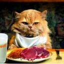 Правильное питание кошек. Натуральные продукты для кормления кошек