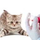 Прививки кошкам. Правильная вакцинация котят