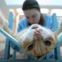 Стерилизация кошек