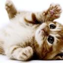 Уход за котенком